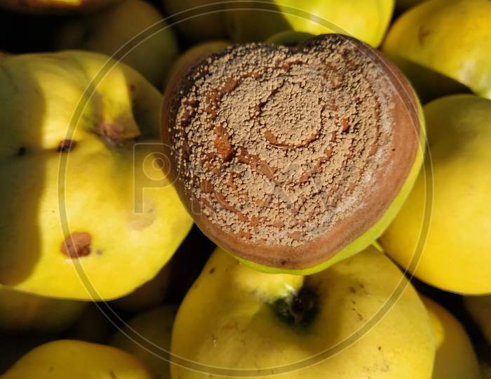Rotten Quince Make Damage On Fruit - Monilia Laxa Infestation Plant Disease