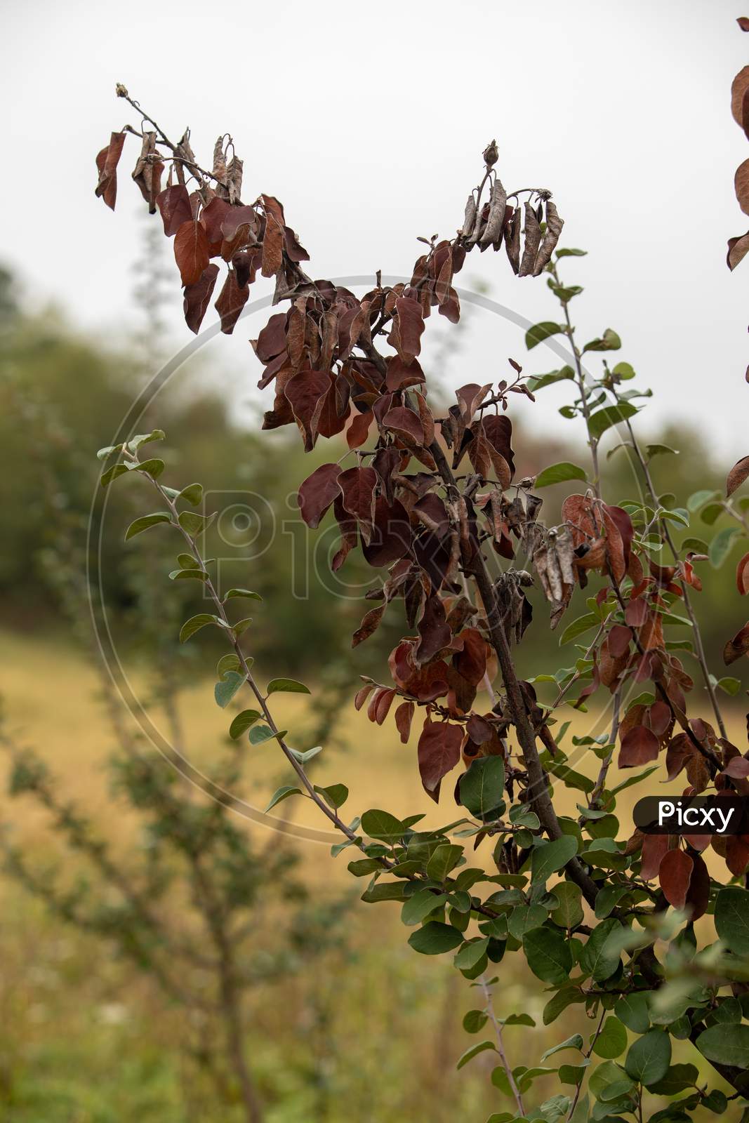 Fire Blight, Fireblight, Quince Apple And Pear Disease, Caused By Bacteria Erwinia Amylovora