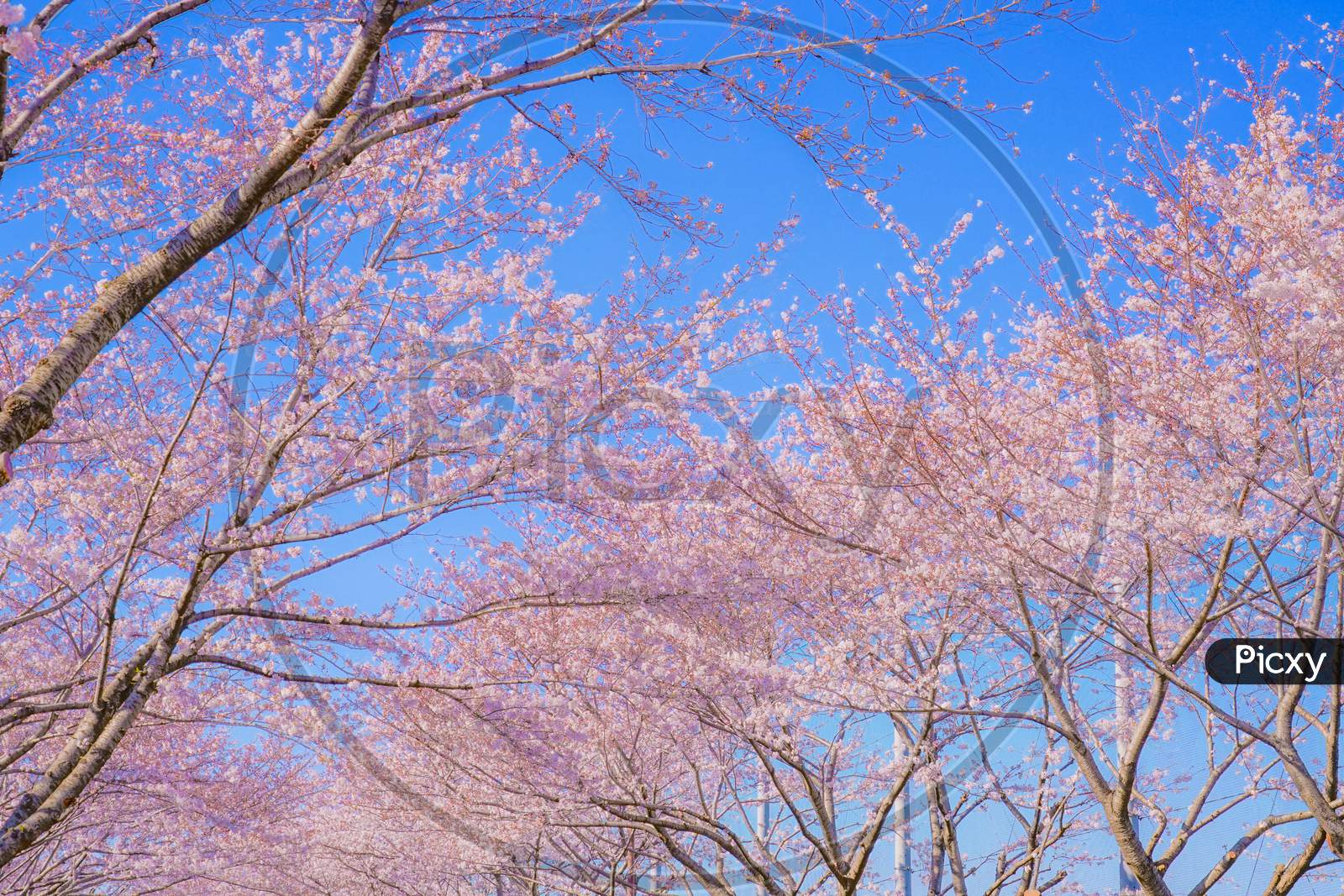 Full Bloom Of The Cherry Tree And Sunny Blue Sky (Chofu Airport)