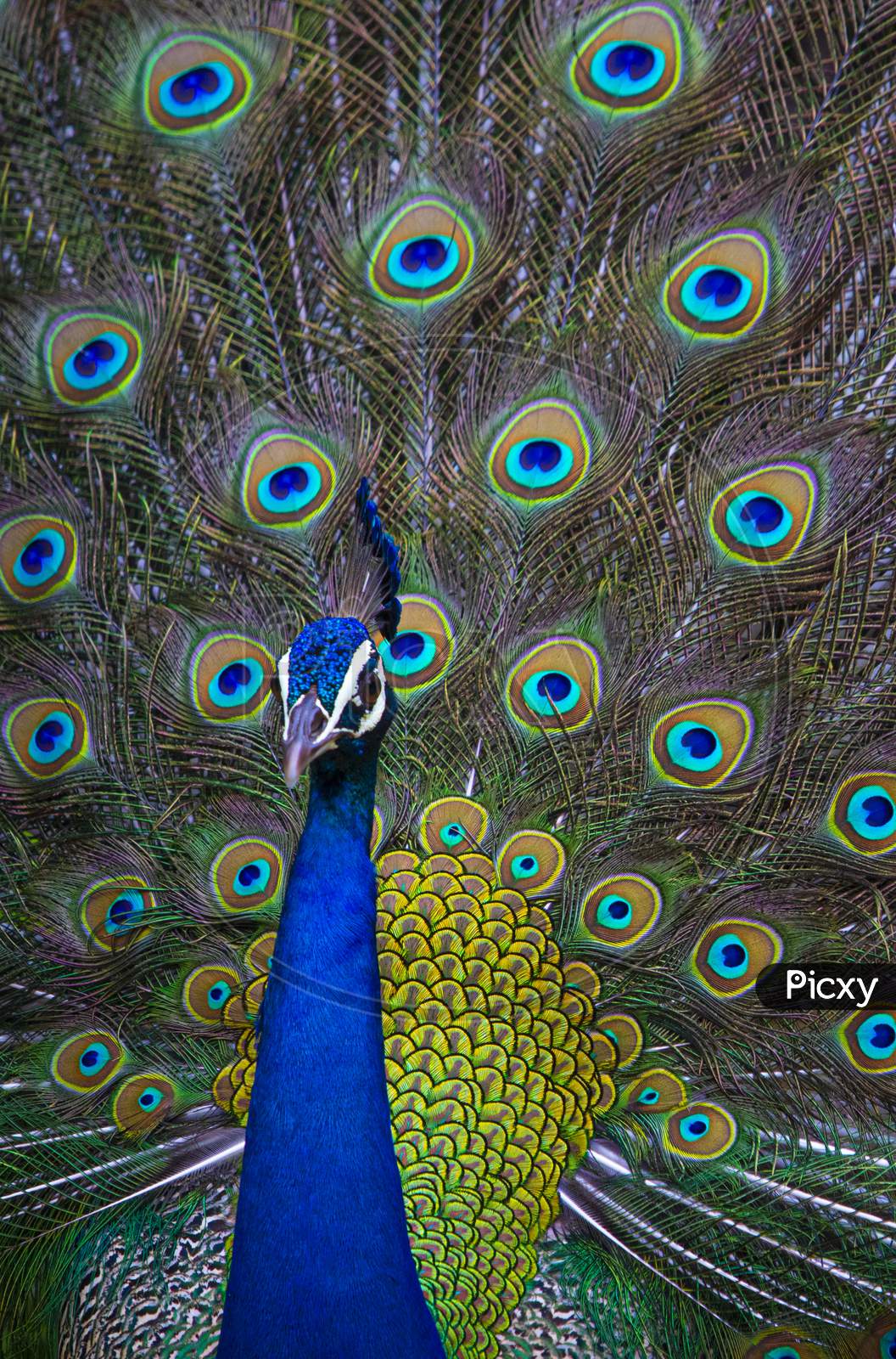 Indian Peacock, closeup, peacock head, peacock feathers, dancing, close up, close up of peacock