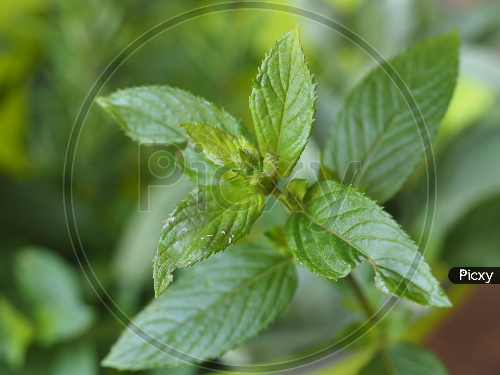 Image of Peppermint (Mentha Piperita) Plant-UA877188-Picxy