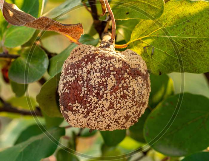 Rotten Quince Apple On The Fruit Tree, Monilia Laxa Infestation Plant Disease
