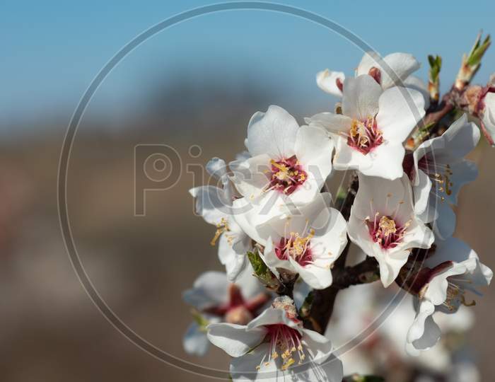 Almond Flower