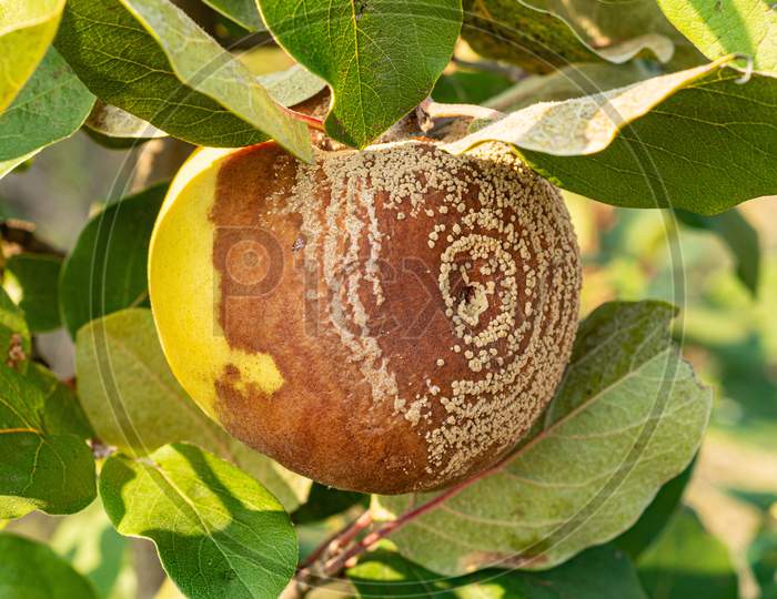 Rotten Quince Apple On The Fruit Tree, Monilia Laxa Infestation Plant Disease