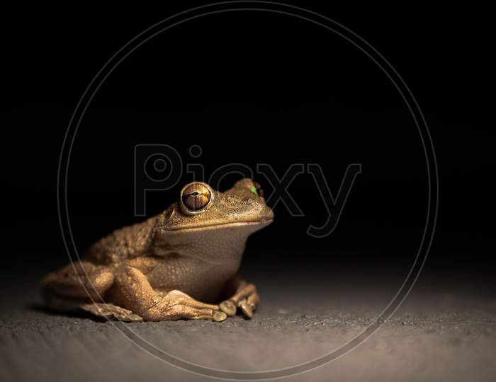 frog on black background