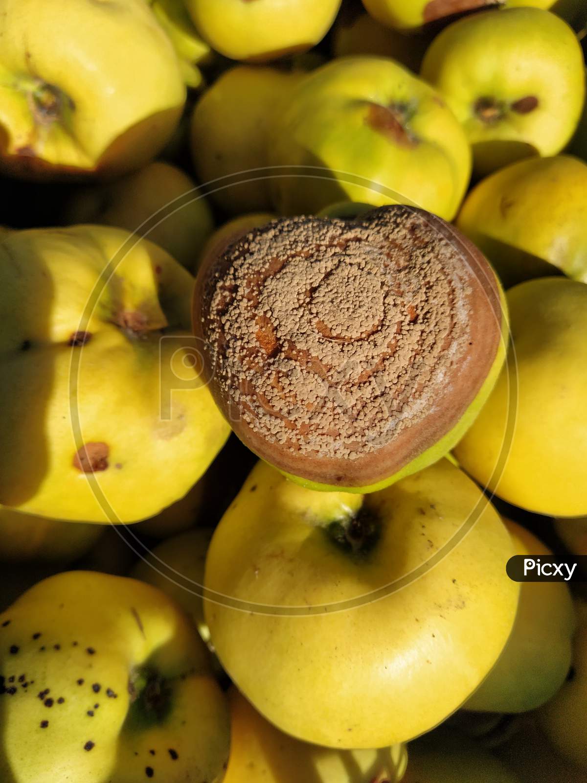 Rotten Quince Make Damage On Fruit - Monilia Laxa Infestation Plant Disease