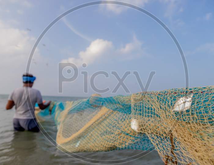 Chennai, Tamil Nadu, India - Rameswaram 19 01 2021: White Fish On Fish Net On The Shore