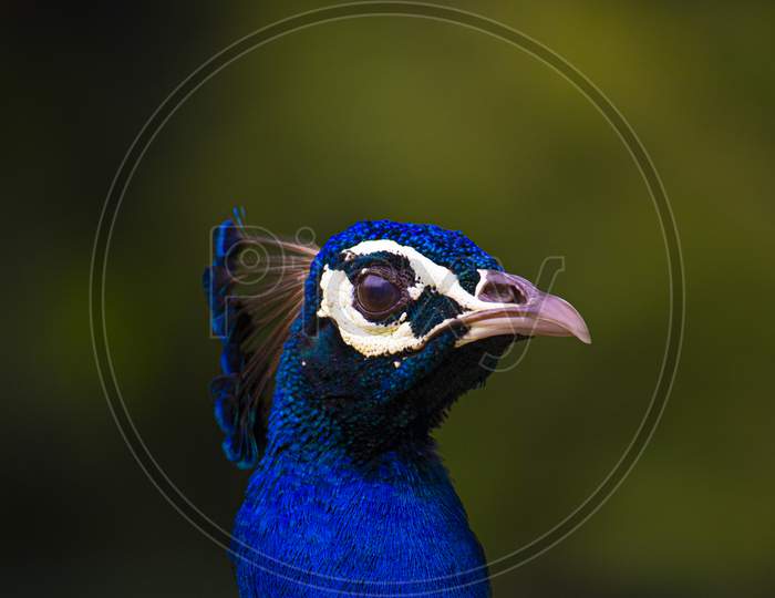 Indian Peacock, closeup, peacock head, peacock feathers, dancing, close up, close up of peacock