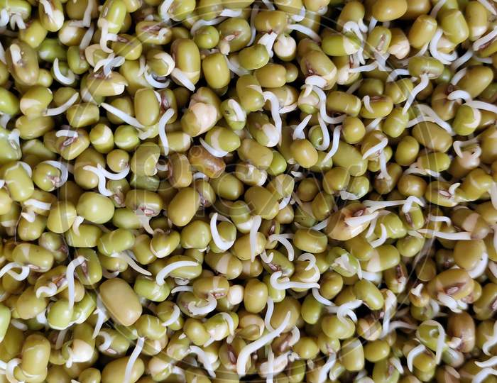 Moong Seed Sprouts
