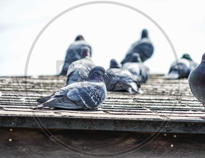 Image Of Pigeons