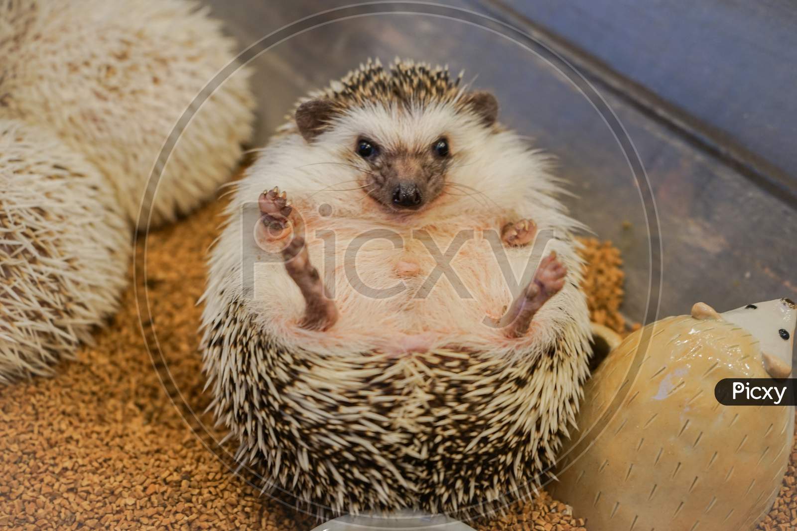 Image of Cute Image Of Hedgehog (Four-Toed Hedgehog