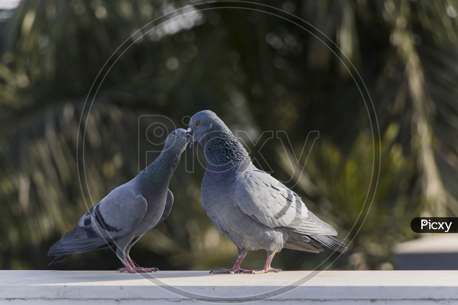 Love Pigeon, love birds
