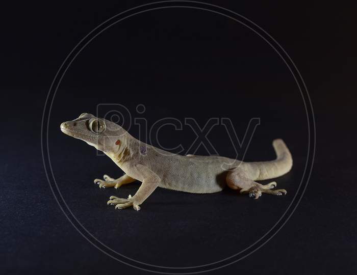 lizard on black background, gecko