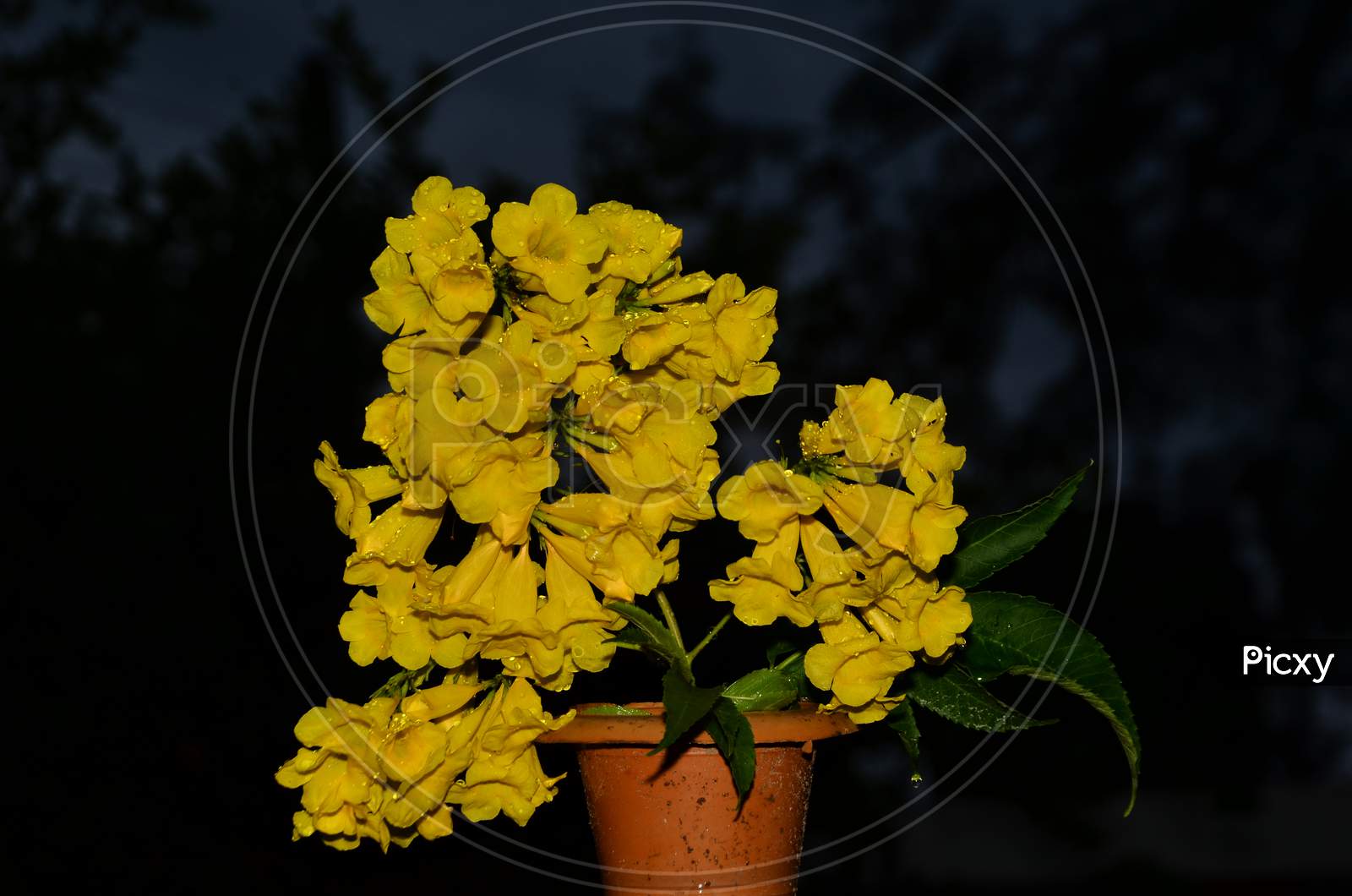 Beautiful Yellow Flower Pot In The Green Leaf