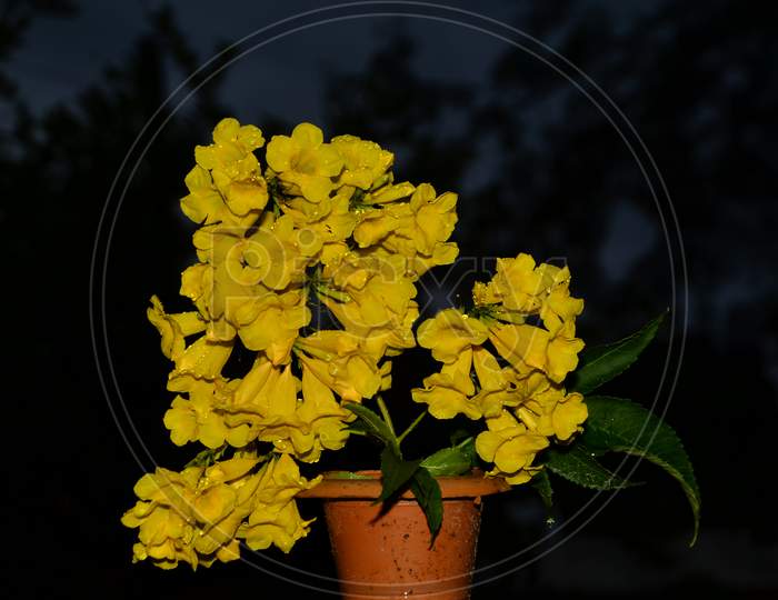 Beautiful Yellow Flower Pot In The Green Leaf