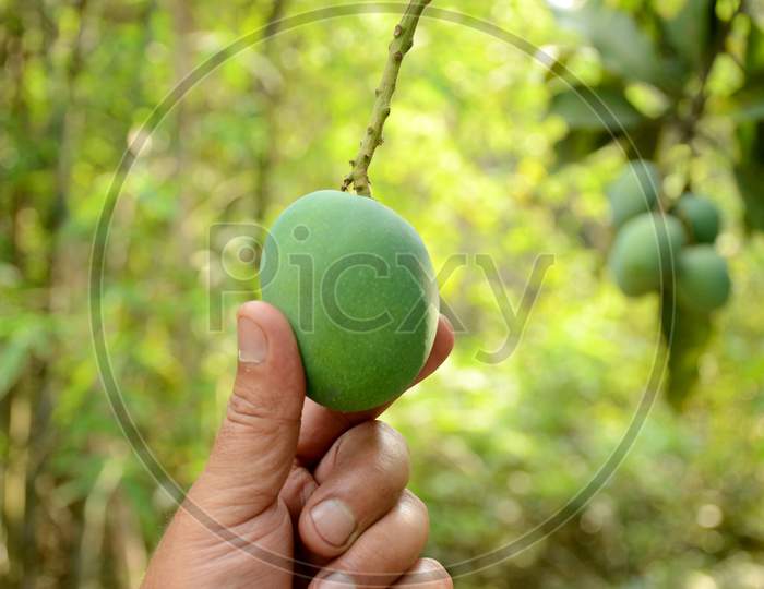 Closeup The Ripe Green Mango Fruit With Branch Hold Hand Over Out Of Focus Green Brown Background.