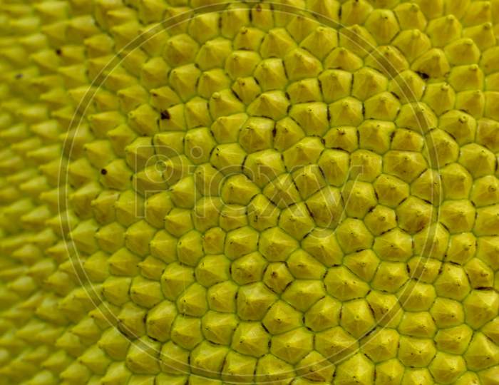Jackfruit Has A Spiky Outer Skin And Is Green Or Yellow In Color