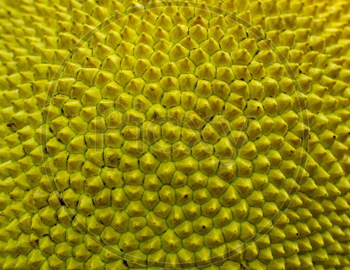 One Unique Aspect Of Jackfruit Large Size Fruit Of The World Sharp Thorn Skin