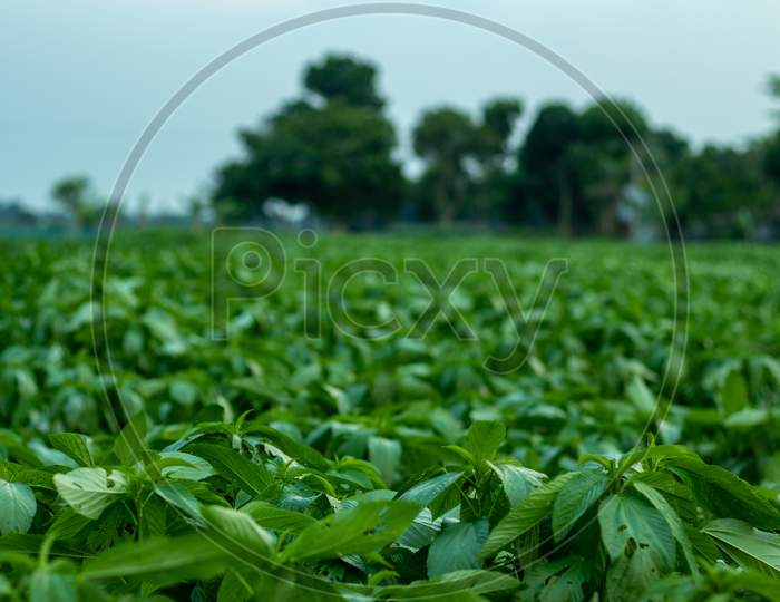 Image of The Wet Jute Is Being Dried In Rows. After The Jute Is Dried