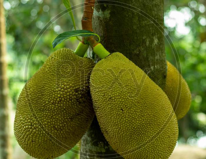 Jackfruit Is A Big Fruit, Jackfruit Or Artocarpus Heterophyllus Lam