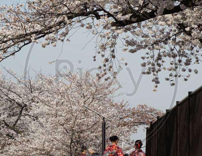 Sumida Park Cherry Blossoms And Kimono Woman