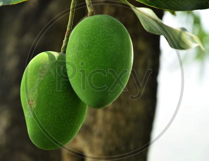Mango Fruit In The Green