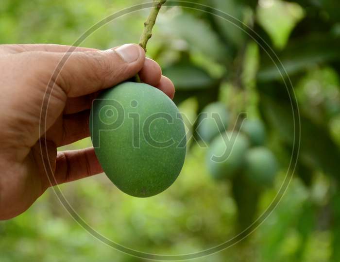 Closeup The Ripe Green Mango Fruit With Branch With Leaves Hold Hand Over Out Of Focus Green Brown Background.