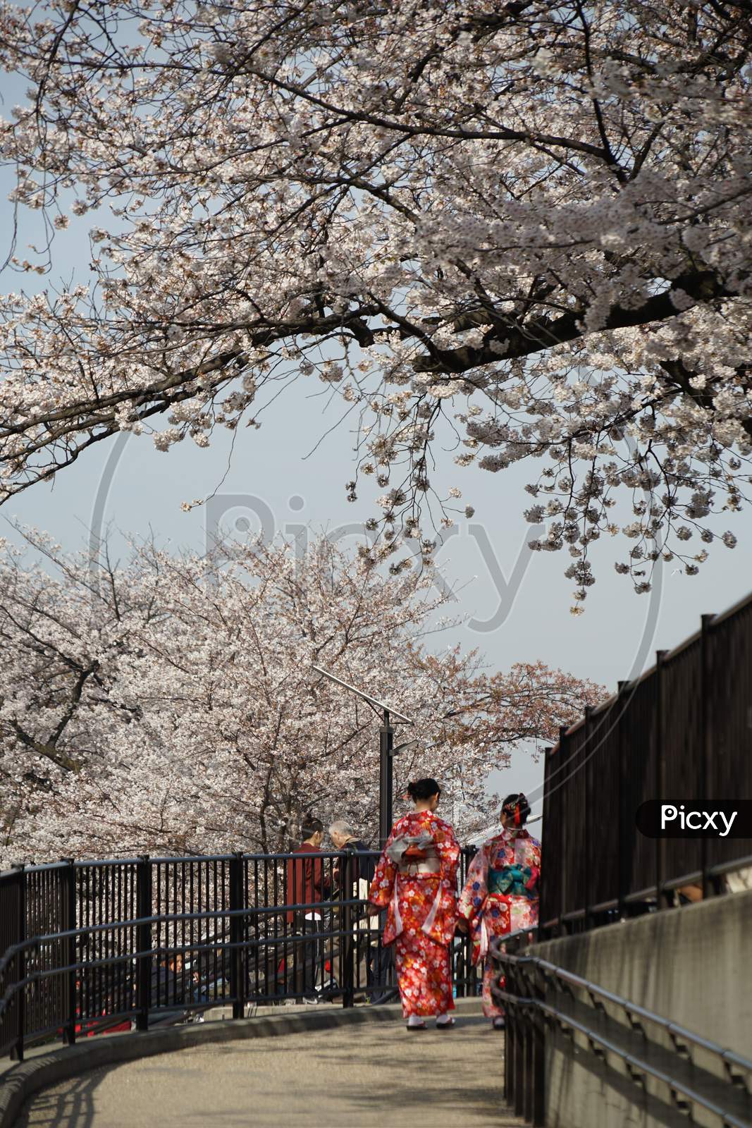 Sumida Park Cherry Blossoms And Kimono Woman