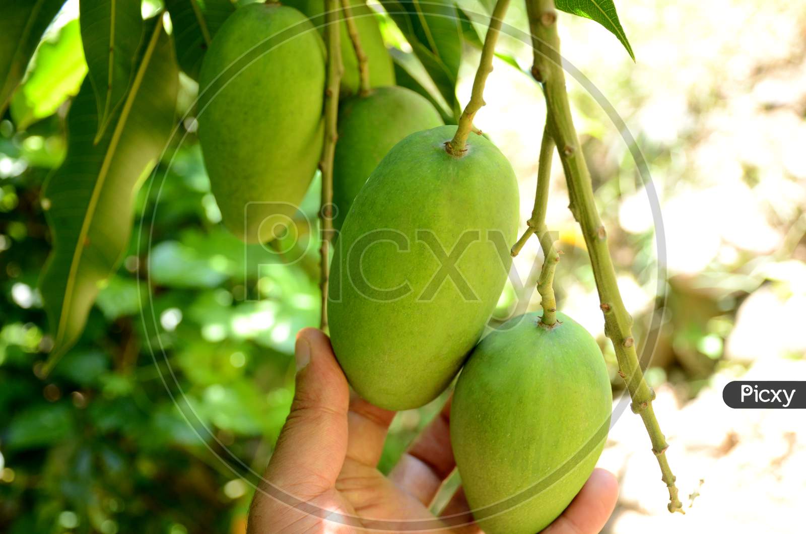 Closeup The Bunch Ripe Green Mango Fruit With Branch With Leaves Hold Hand Over Out Of Focus Green Brown Background.