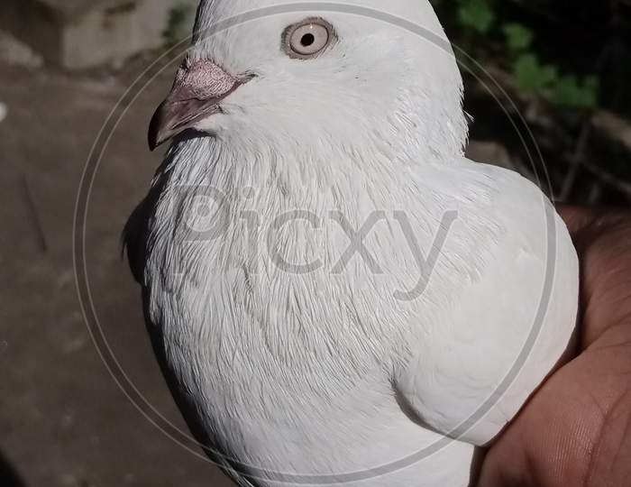 A beautiful Pigeon white in colour 😻❤️