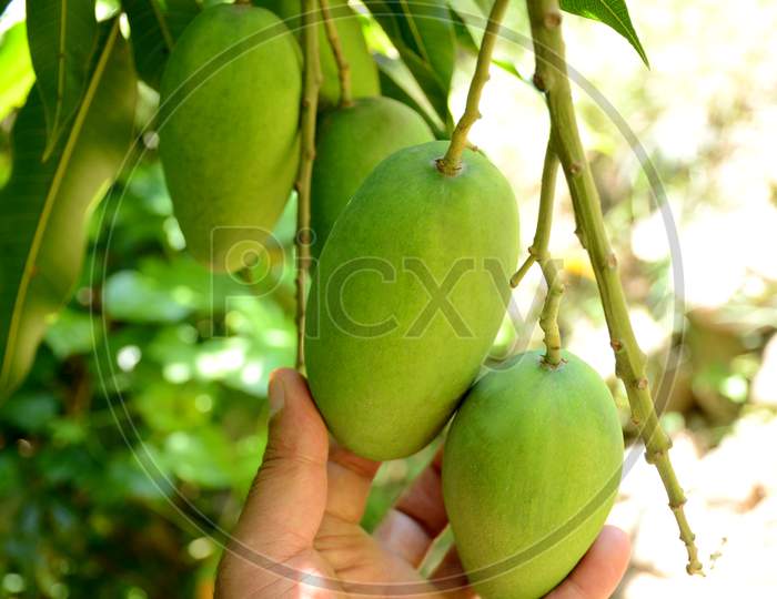 Closeup The Bunch Ripe Green Mango Fruit With Branch With Leaves Hold Hand Over Out Of Focus Green Brown Background.