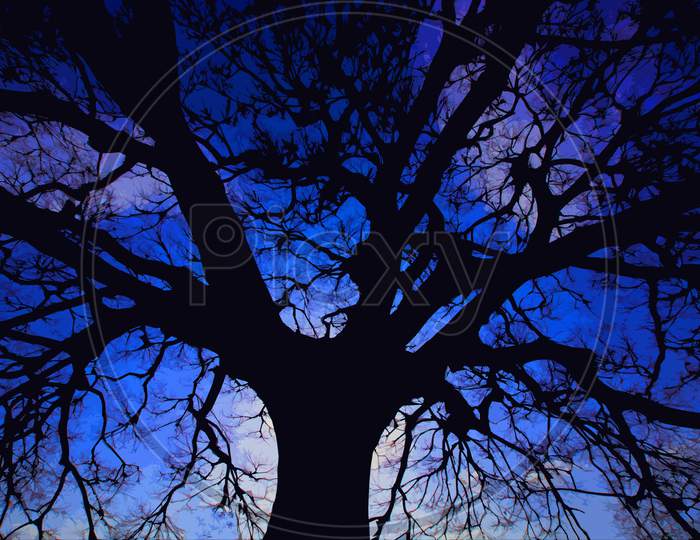 Large Tree Silhouette