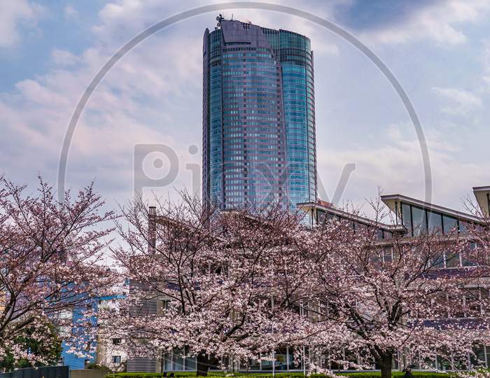 Full Bloom Of Cloudy Sky And Roppongi Cherry Blossoms