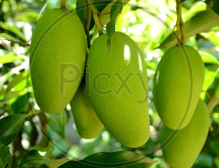 Closeup The Bunch Ripe Green Mango Fruit With Branch With Leaves Over Out Of Focus Green Brown Background.