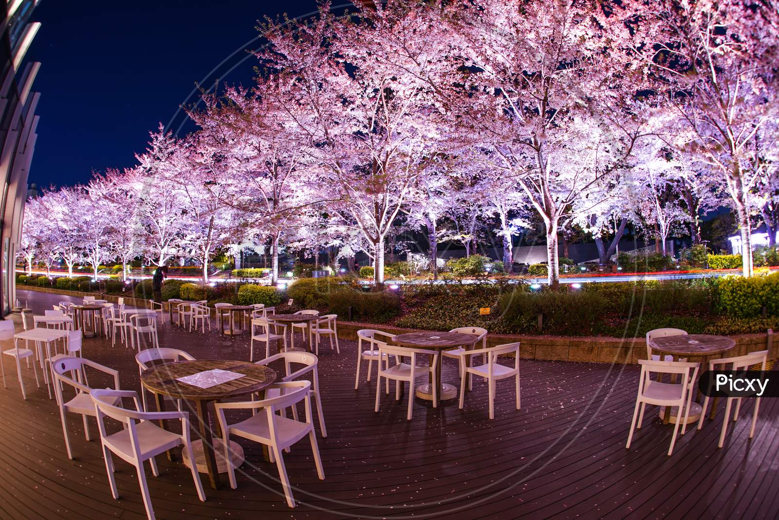 Cherry Blossoms And Benches In Full Bloom