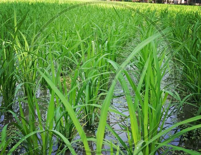Oryza sativa ( Indian rice plants )