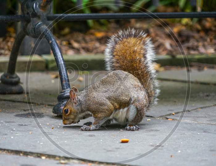 Squirrel Image