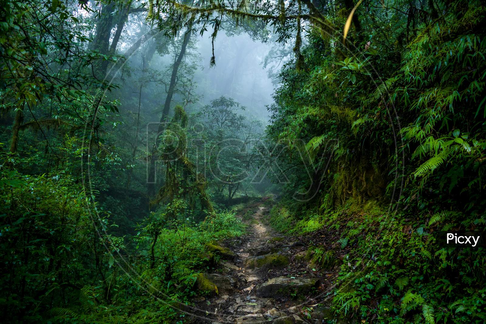 The Foggy Forest, Sikkim, India