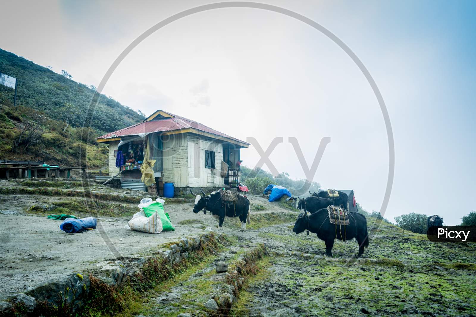 Yaks Of Dzongri, Sikkim, India