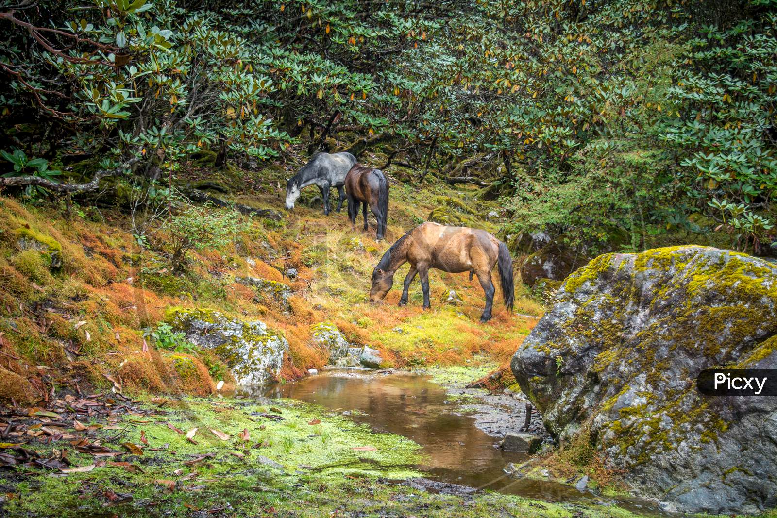 Horses Grazing In Rain