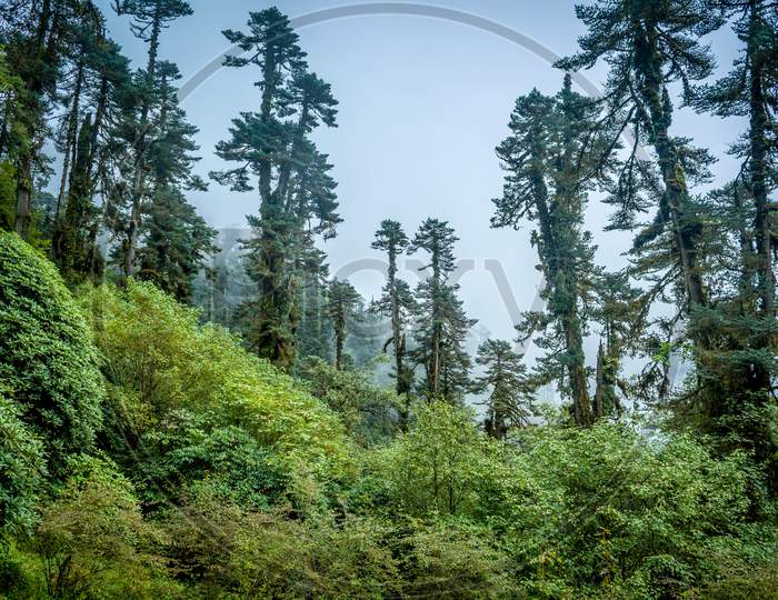 Pine Trees And Shrubs, Sikkim, India