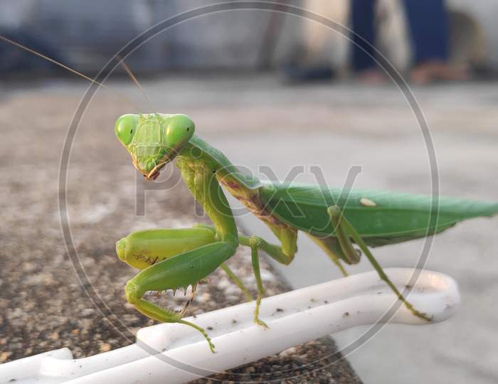 Grasshopper insect