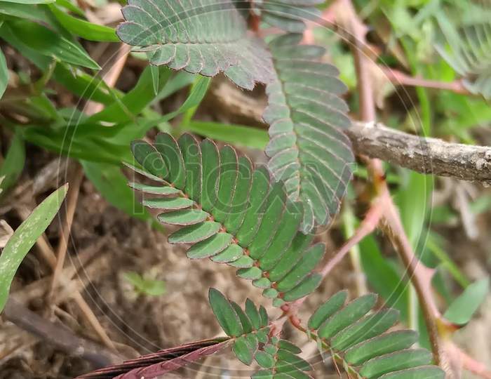 Top Mimosa pudica