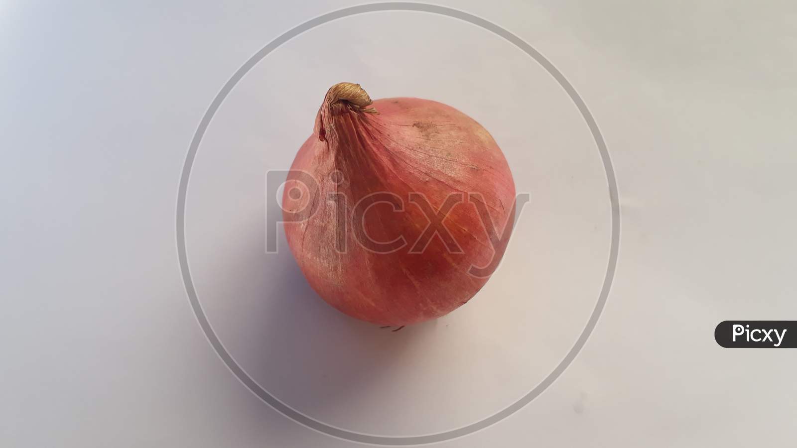 Wholesale Fresh Onion Export Price | Onion Supply | FENDUNI