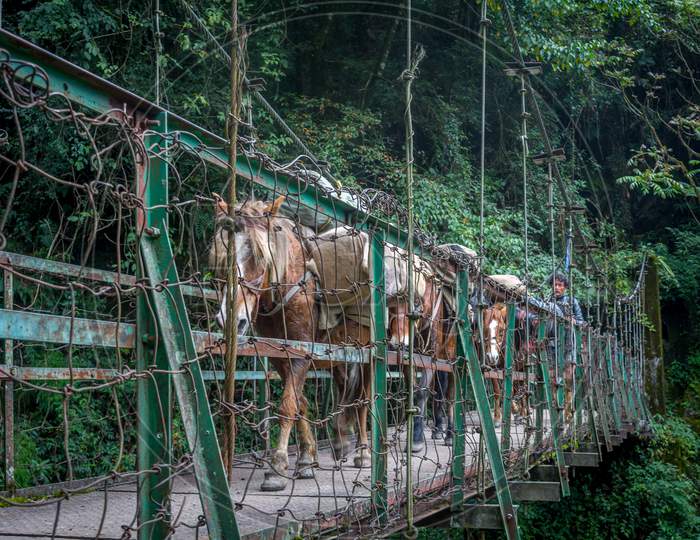 The Third Bridge From Yuksom To Sachen, West Sikkim, India