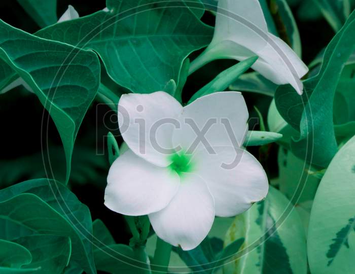White Lily Flower Closeup Shot At Natural Green Leaves Backdrop, Nature Beauty Image For Commercial Use.