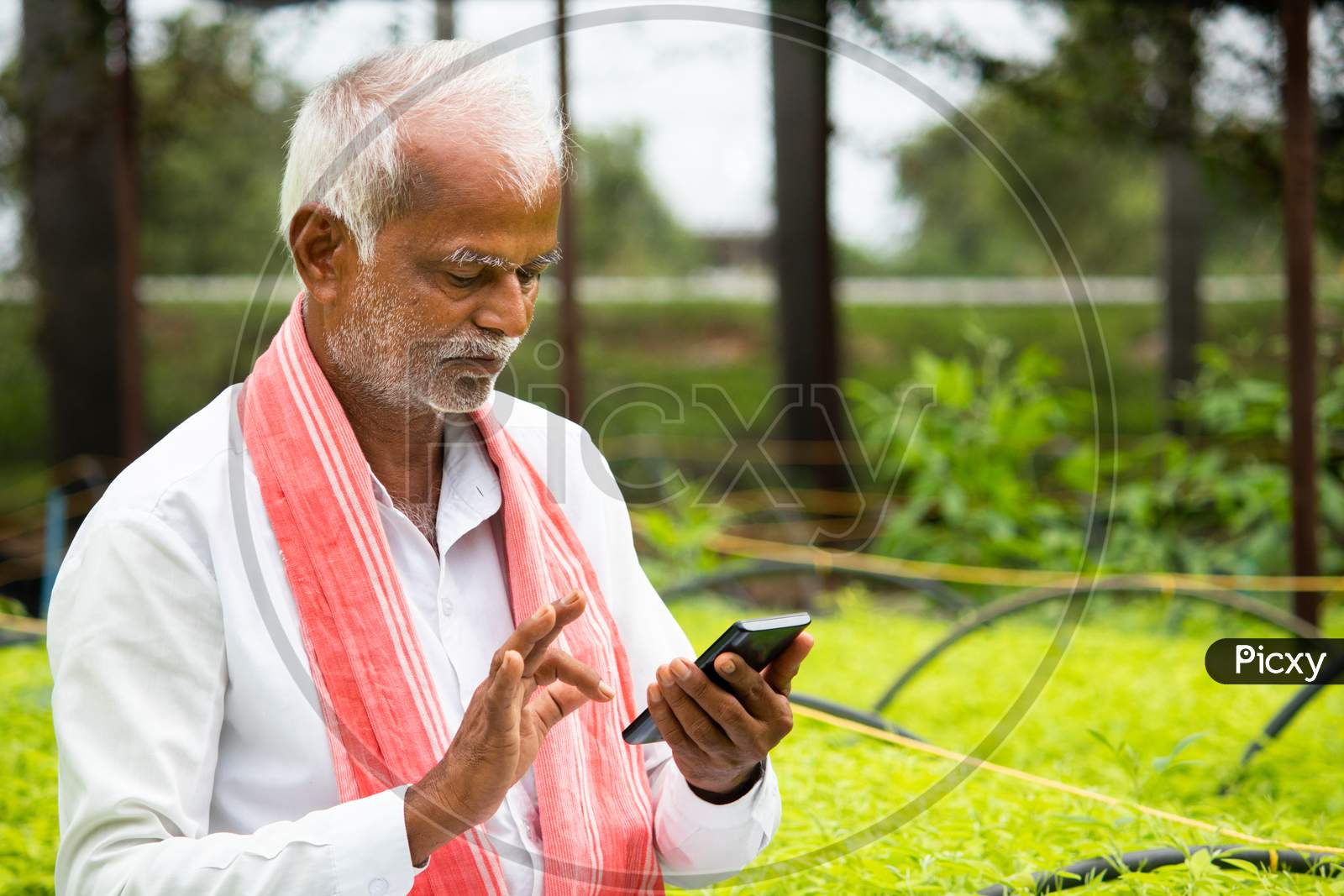 Indian Farmer Busy Using Mobile Phone While Sitting In Between The Crop Seedlings Inside Greenhouse Or Poly House - Concept Of Farmer Using Technology And Internet