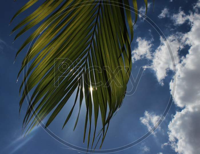 The Sun Rays On Green Palm Leaves With Blue And White Clouds In The Background. Sun Rays On The Leafs. Green Leaves In The Sun