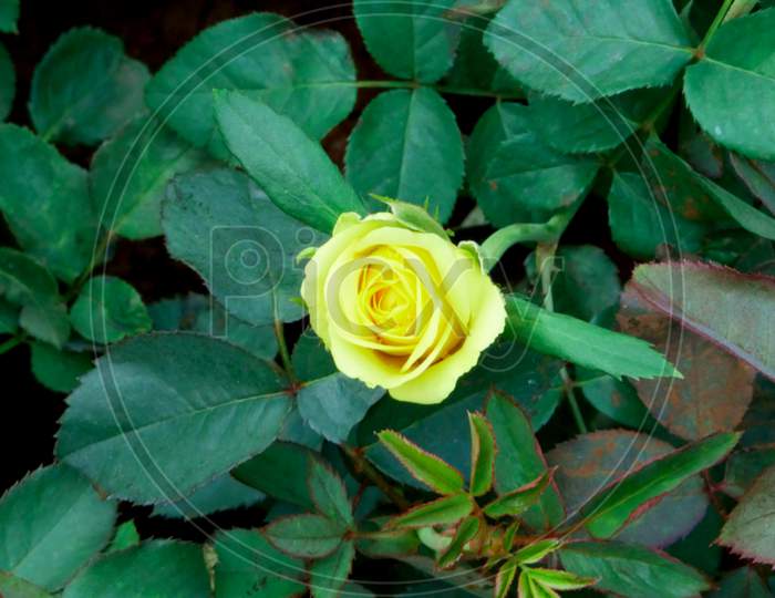 Yellowish Rose Flower Shot At Natural Garden Field, Nature Beauty Image For Commercial Use.