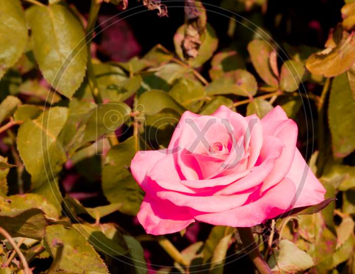 Pink Color Rose Flower Presented At Natural Garden Leaves Background, Nature Beauty Image For Commercial Use.